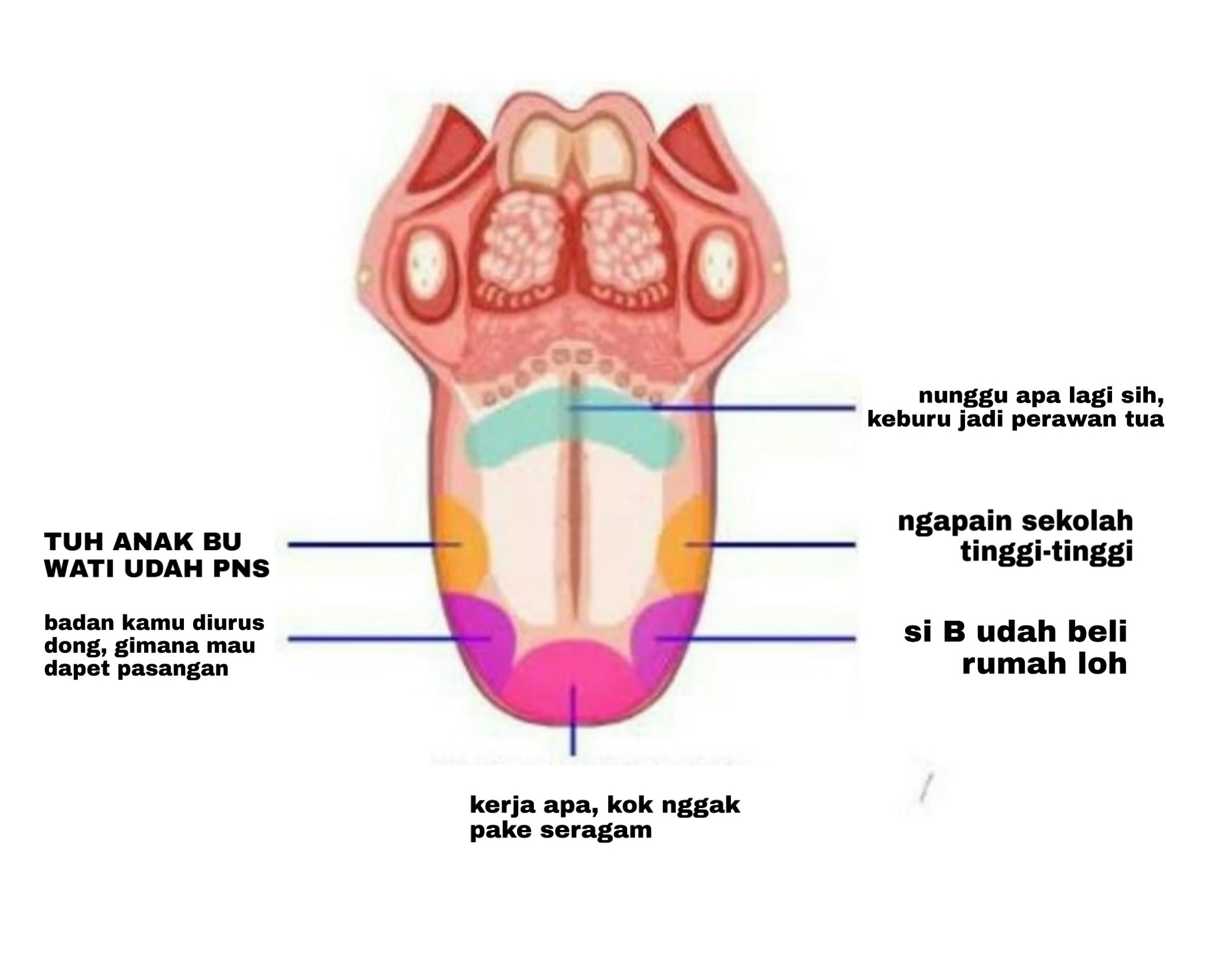 Detail Gambar Anatomi Lidah Nomer 12