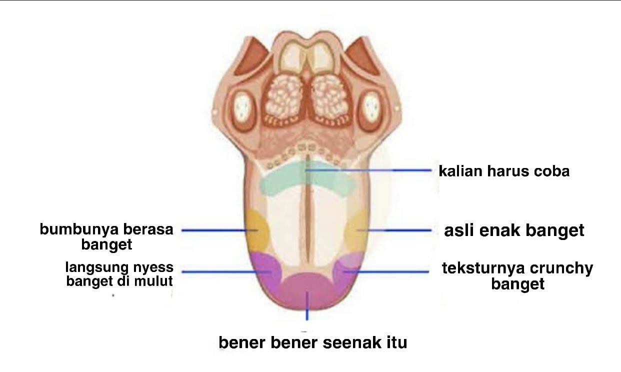 Detail Gambar Anatomi Lidah Nomer 13