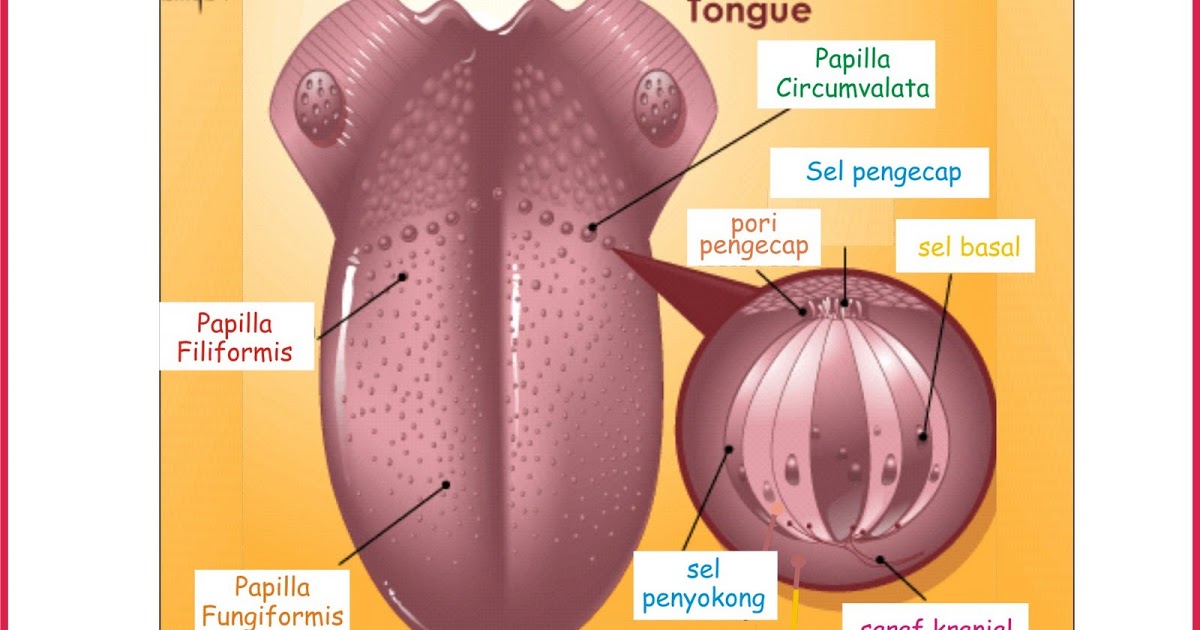 Detail Gambar Anatomi Lidah Nomer 21