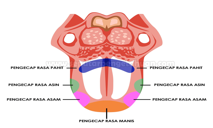 Detail Gambar Anatomi Lidah Nomer 24