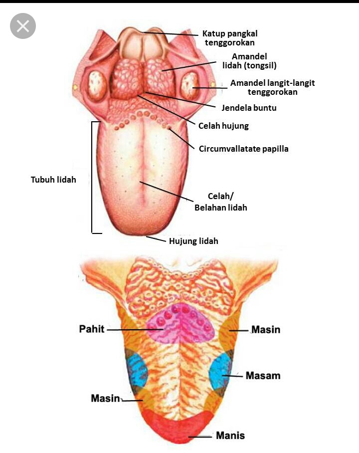 Detail Gambar Anatomi Lidah Nomer 27