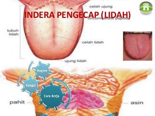 Detail Gambar Anatomi Lidah Nomer 32