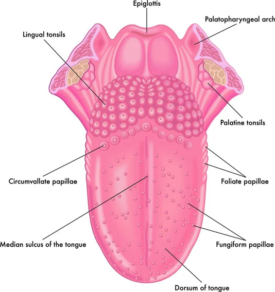 Detail Gambar Anatomi Lidah Nomer 35