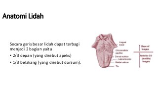 Detail Gambar Anatomi Lidah Nomer 36