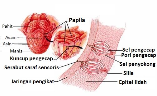 Detail Gambar Anatomi Lidah Nomer 44