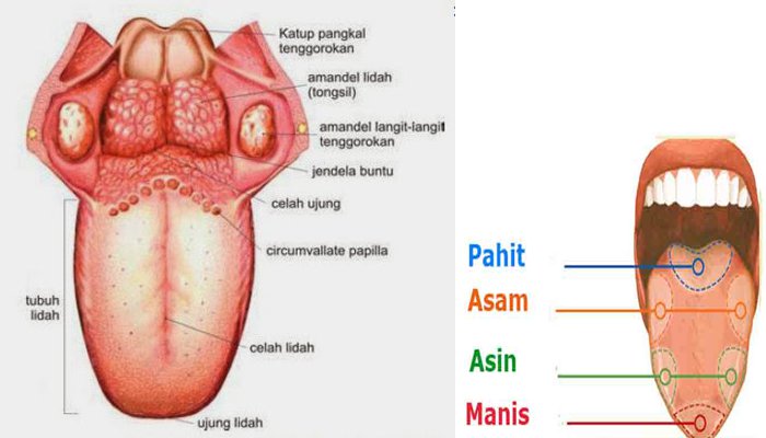 Detail Gambar Anatomi Lidah Nomer 6