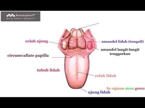 Detail Gambar Anatomi Lidah Nomer 52