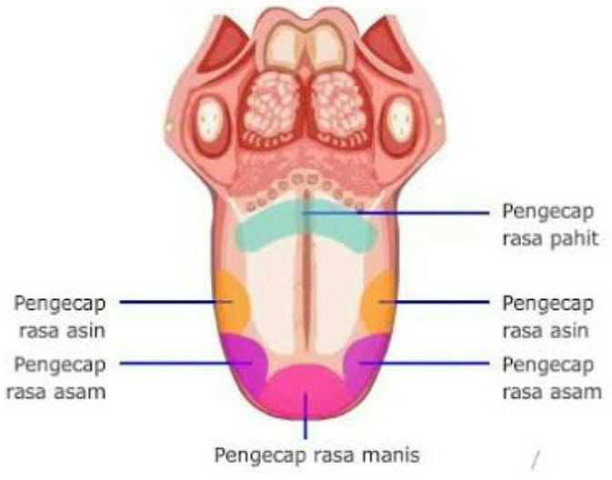 Detail Gambar Anatomi Lidah Nomer 7