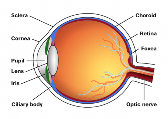 Detail Gambar Anatomi Mata Rabun Nomer 16