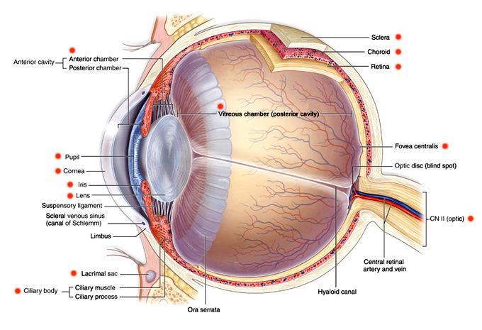 Detail Gambar Anatomi Mata Rabun Nomer 24