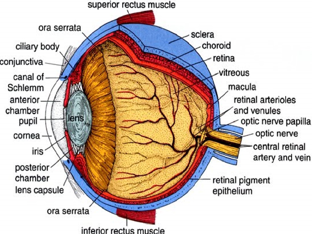 Detail Gambar Anatomi Mata Rabun Nomer 30