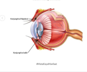 Detail Gambar Anatomi Mata Rabun Nomer 31