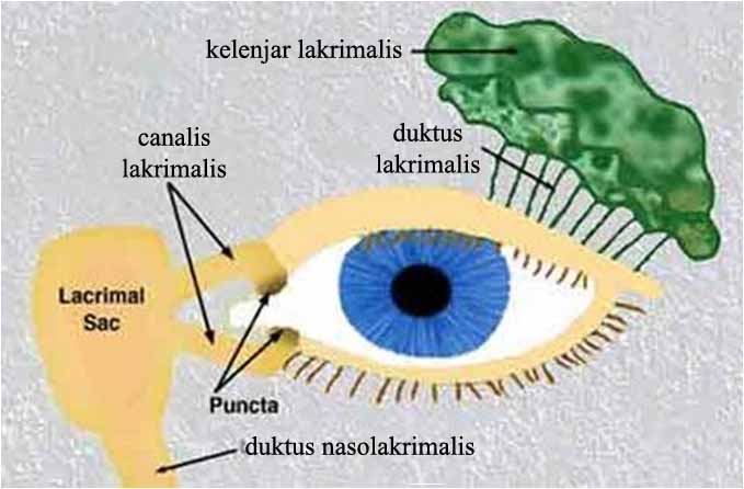 Detail Gambar Anatomi Mata Rabun Nomer 43