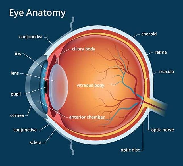 Detail Gambar Anatomi Mata Rabun Nomer 7