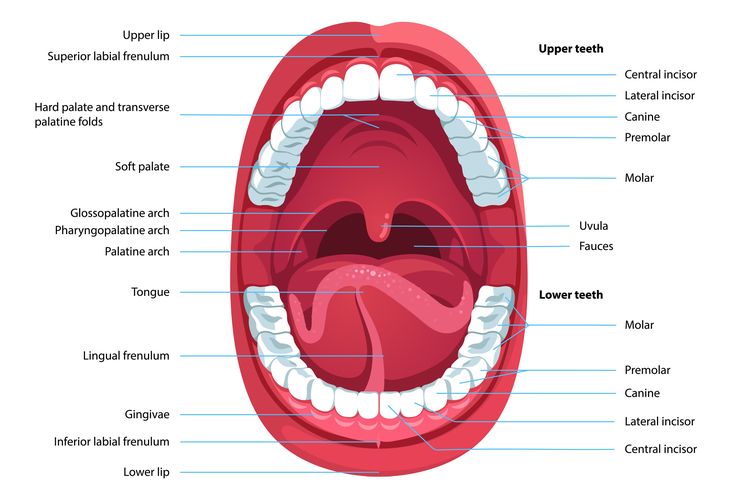 Gambar Anatomi Mulut - KibrisPDR