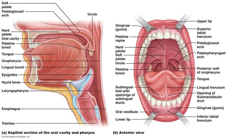 Detail Gambar Anatomi Mulut Nomer 11