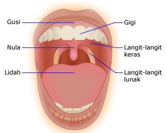 Detail Gambar Anatomi Mulut Nomer 14