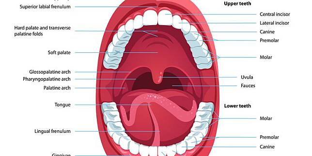 Detail Gambar Anatomi Mulut Nomer 15