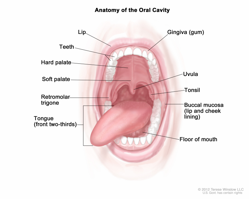 Detail Gambar Anatomi Mulut Nomer 2