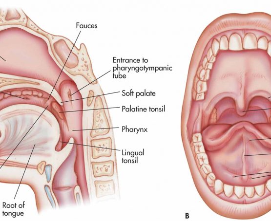 Detail Gambar Anatomi Mulut Nomer 22