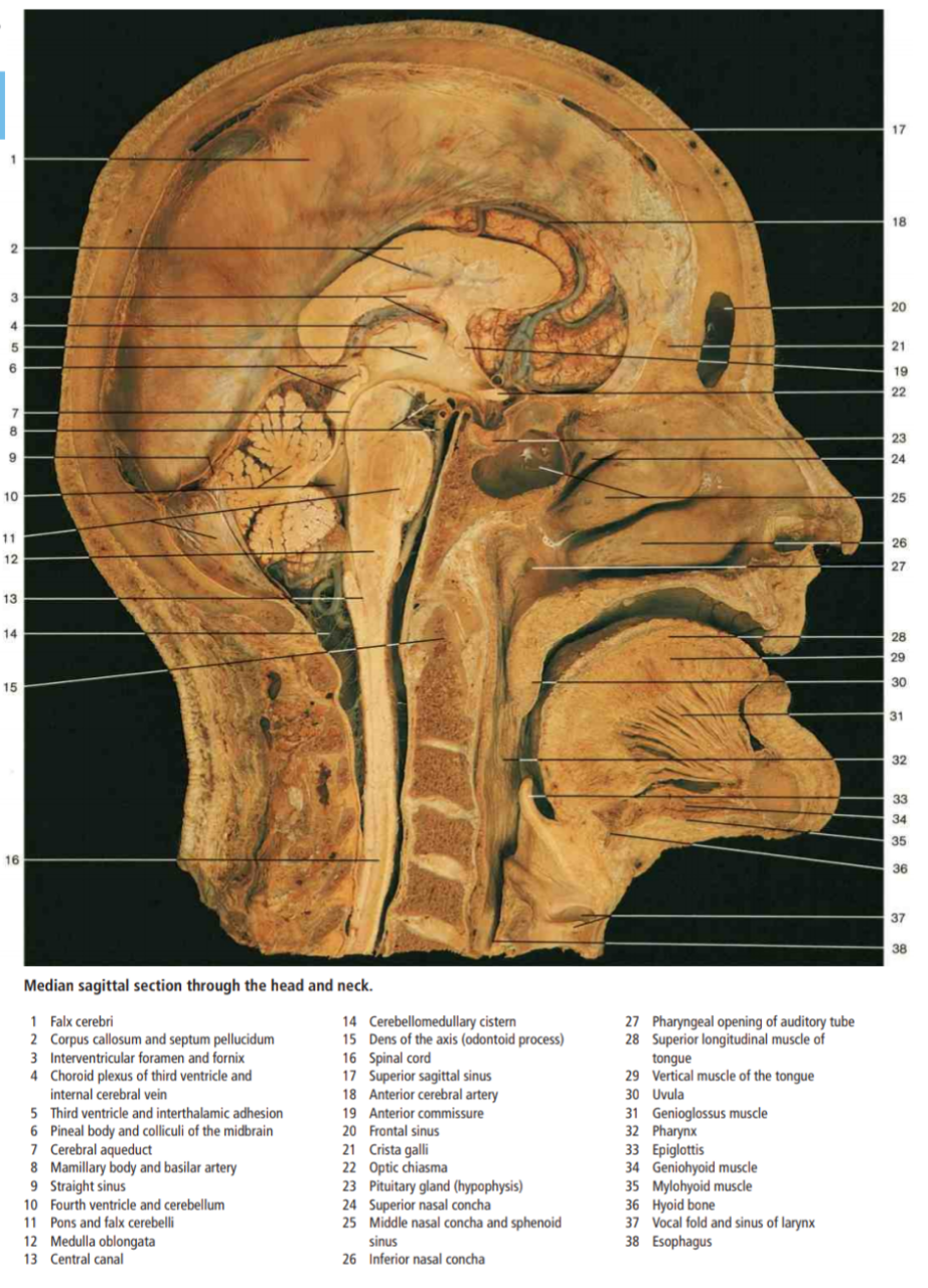 Detail Gambar Anatomi Mulut Nomer 31