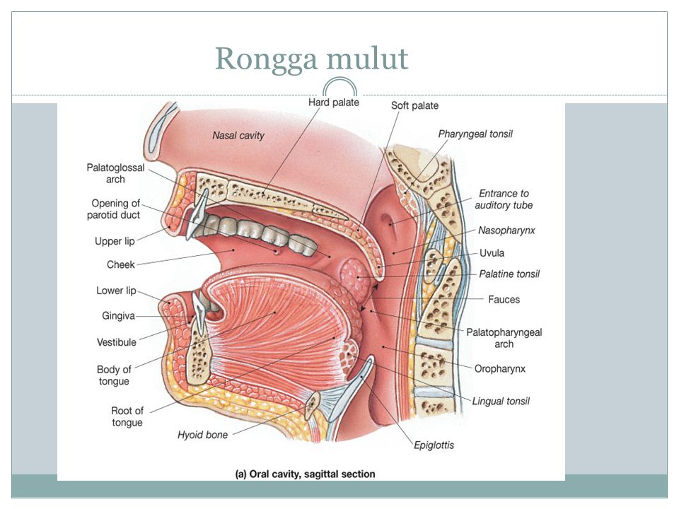 Detail Gambar Anatomi Mulut Nomer 34