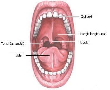 Detail Gambar Anatomi Mulut Nomer 4