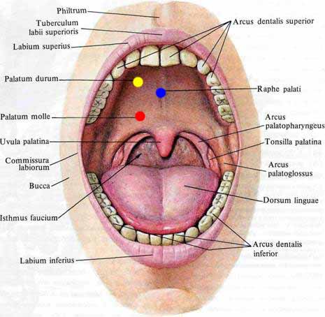 Detail Gambar Anatomi Mulut Nomer 5