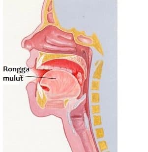 Detail Gambar Anatomi Mulut Nomer 51