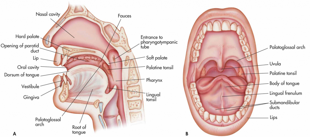 Detail Gambar Anatomi Mulut Nomer 6