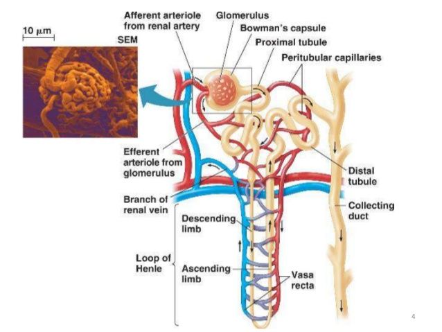 Detail Gambar Anatomi Nefron Nomer 13