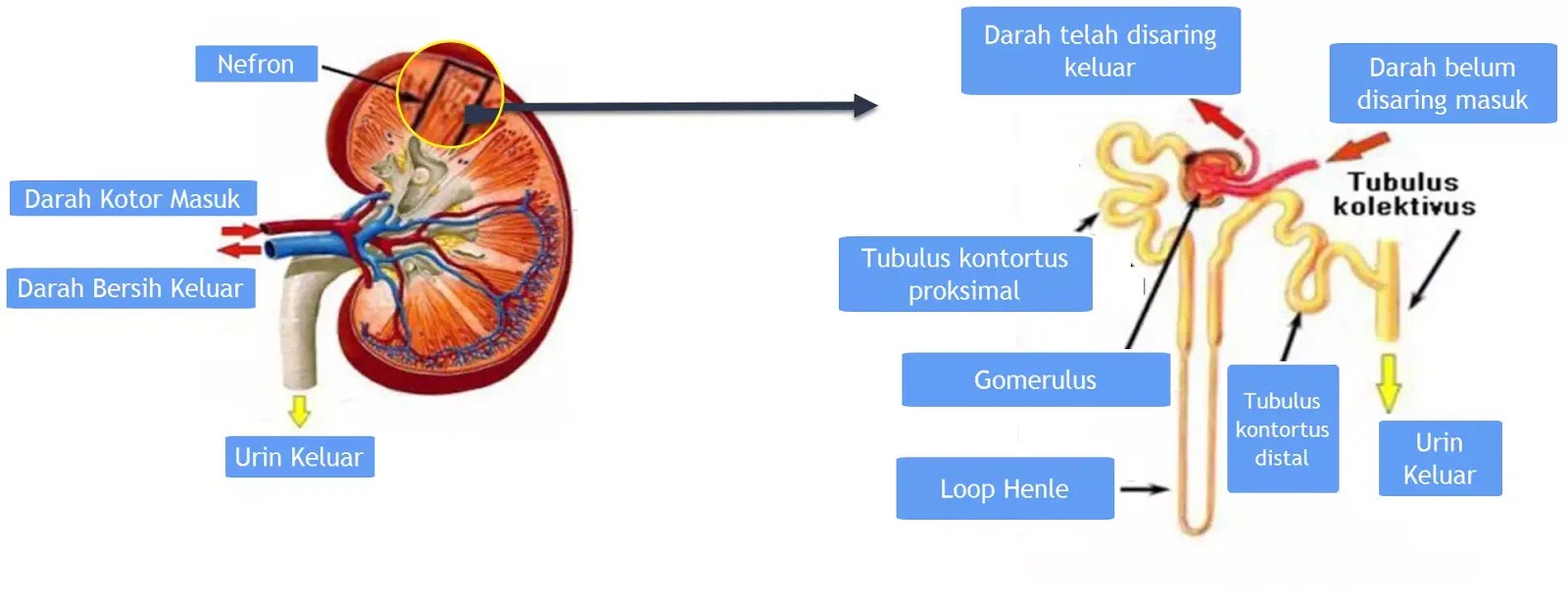 Detail Gambar Anatomi Nefron Nomer 3