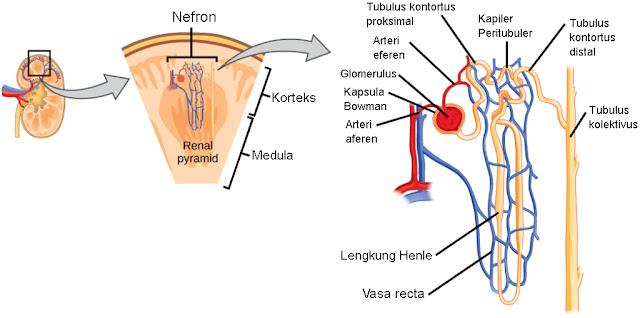 Detail Gambar Anatomi Nefron Nomer 22