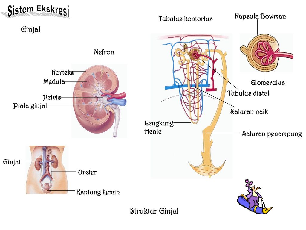 Detail Gambar Anatomi Nefron Nomer 32
