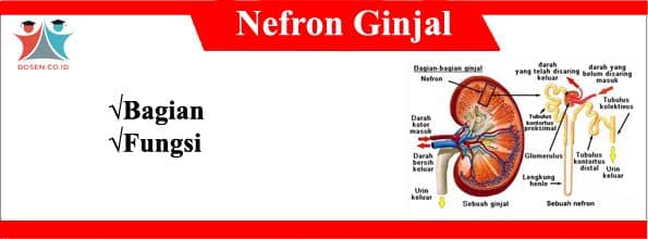 Detail Gambar Anatomi Nefron Nomer 34