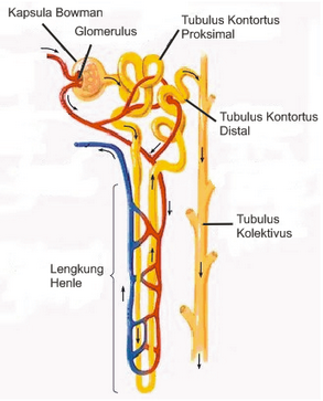 Detail Gambar Anatomi Nefron Nomer 36