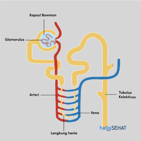 Detail Gambar Anatomi Nefron Nomer 40