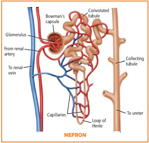 Detail Gambar Anatomi Nefron Nomer 52