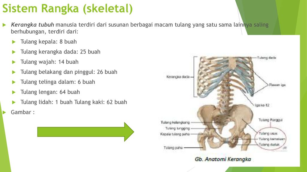 Detail Gambar Anatomi Organ Tubuh Dengan Nama Latin Nomer 22