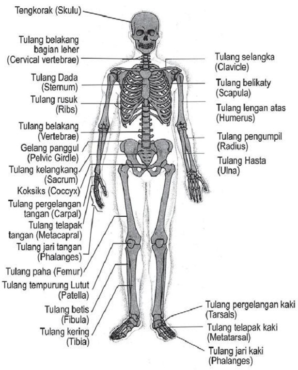 Detail Gambar Anatomi Organ Tubuh Dengan Nama Latin Nomer 32