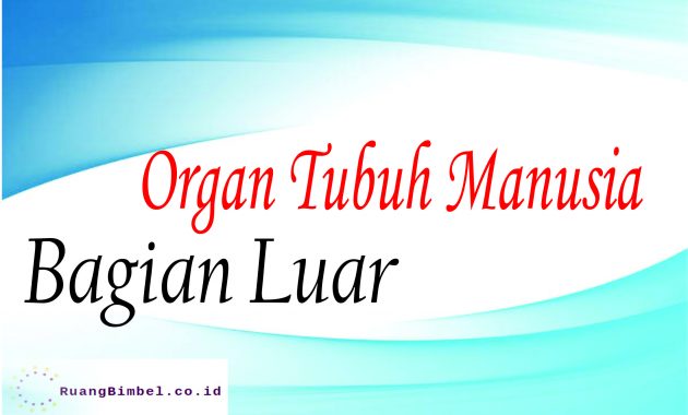 Detail Gambar Anatomi Organ Tubuh Dengan Nama Latin Nomer 36