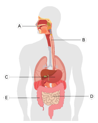 Detail Gambar Anatomi Organ Tubuh Dengan Nama Latin Nomer 40