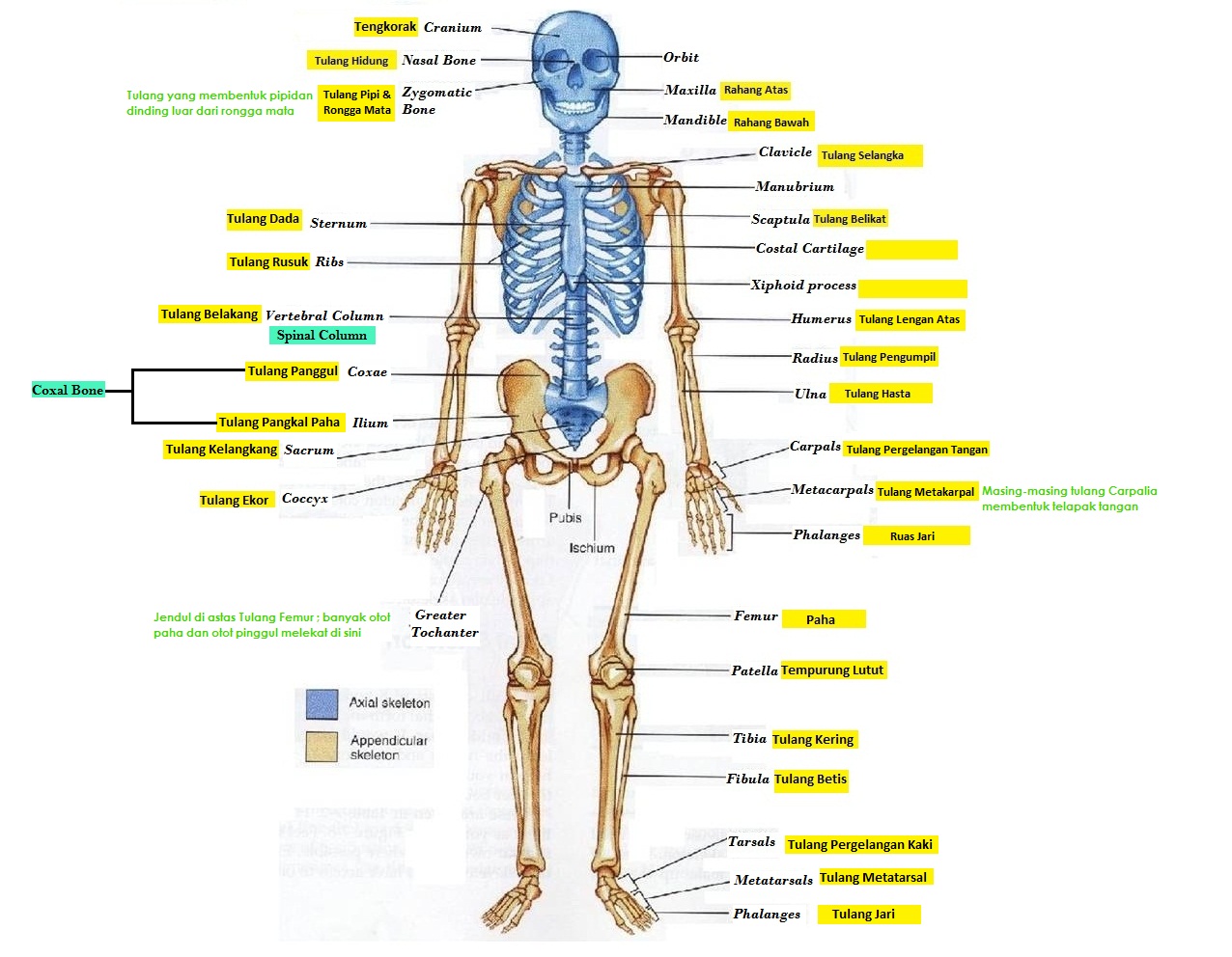 Detail Gambar Anatomi Organ Tubuh Dengan Nama Latin Nomer 6