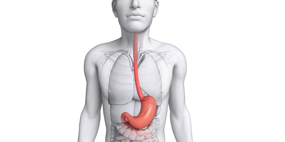 Detail Gambar Anatomi Organ Tubuh Dengan Nama Latin Nomer 45