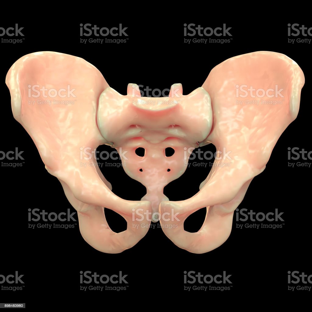 Detail Gambar Anatomi Panggul Nomer 15