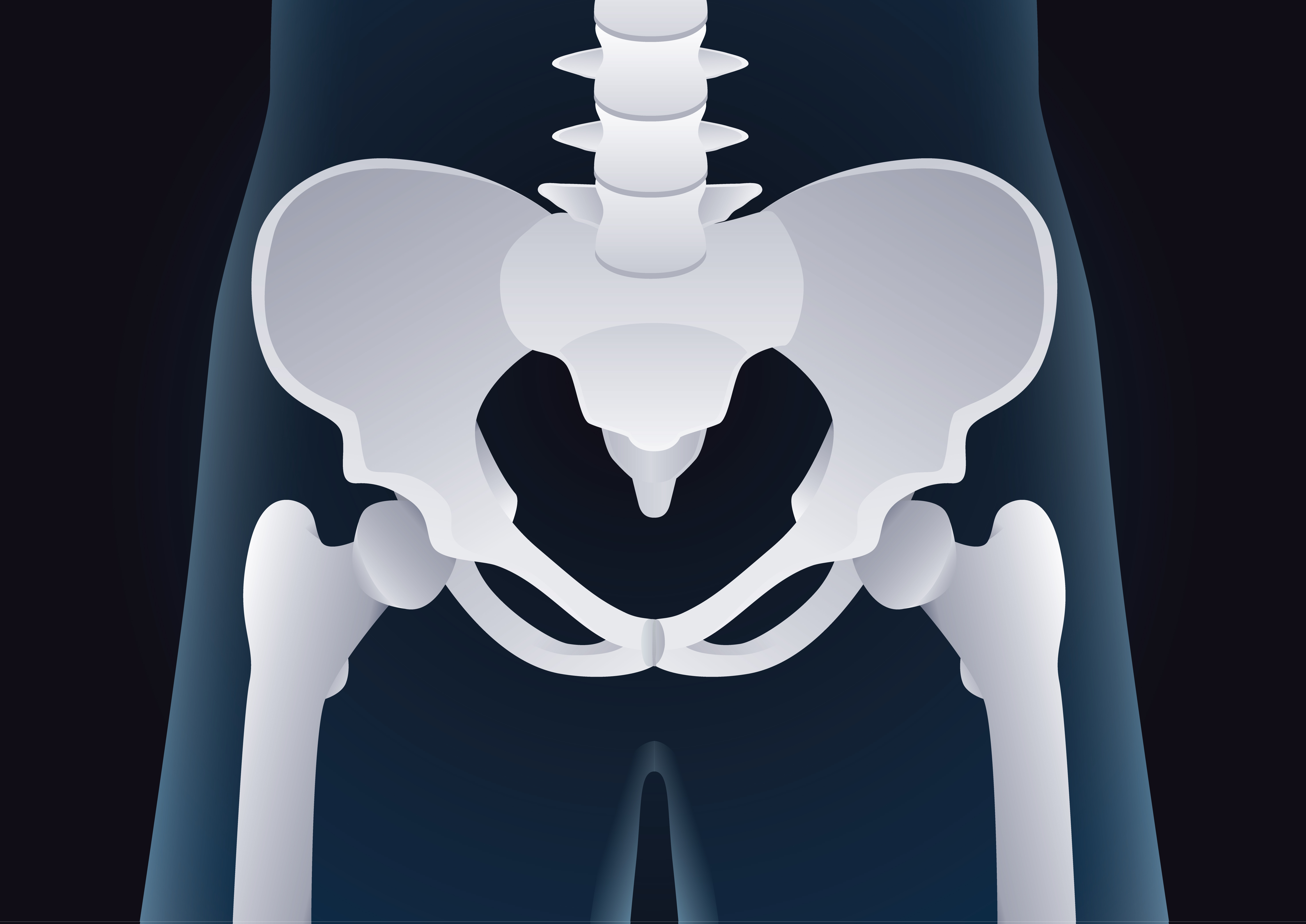 Detail Gambar Anatomi Panggul Nomer 18