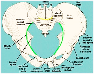 Detail Gambar Anatomi Panggul Nomer 34