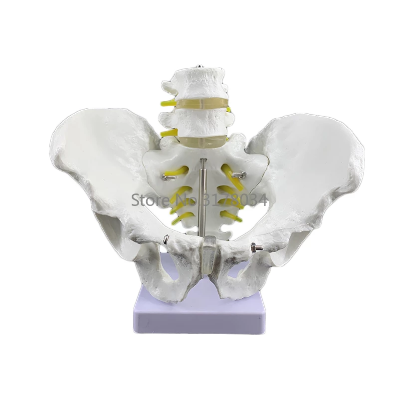 Detail Gambar Anatomi Panggul Nomer 37