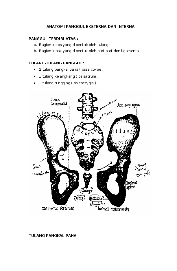 Detail Gambar Anatomi Panggul Nomer 51