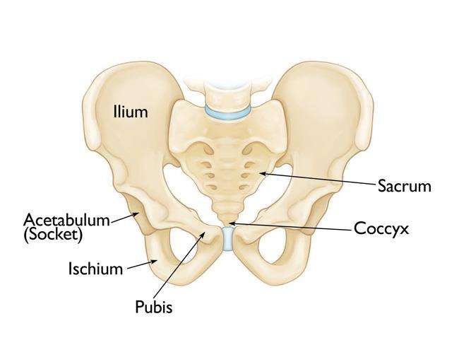 Detail Gambar Anatomi Panggul Nomer 7